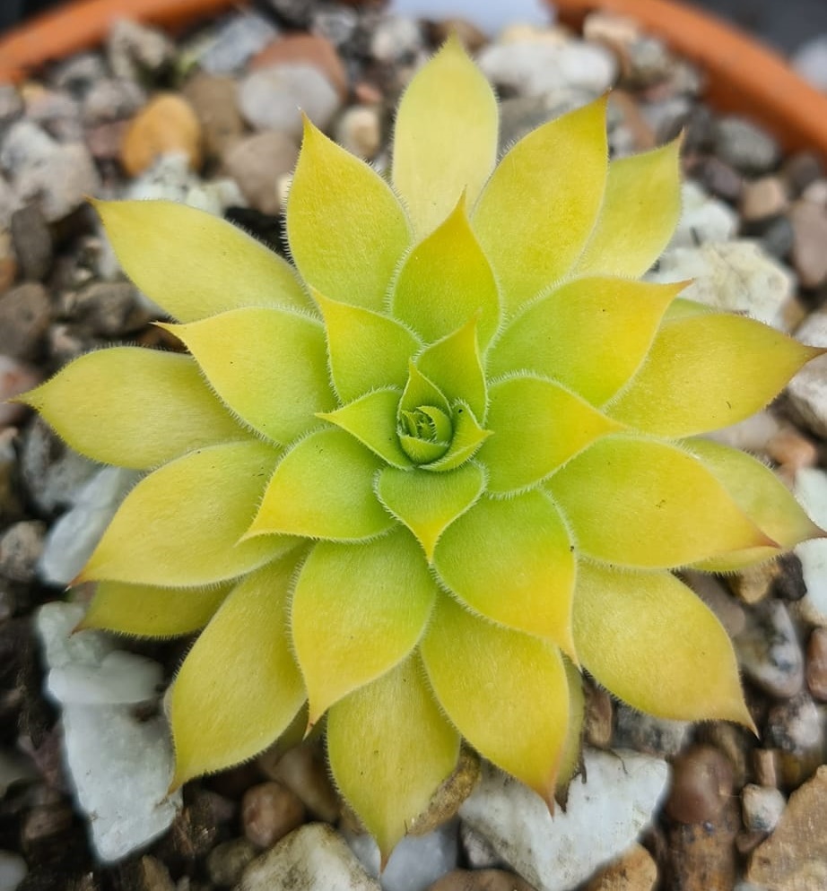 Yellow Hammer (Netzfund)