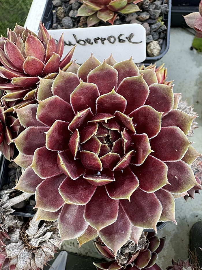Zauberrose