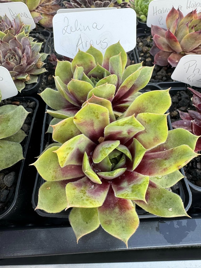 Zelina Argus (Netzfund)