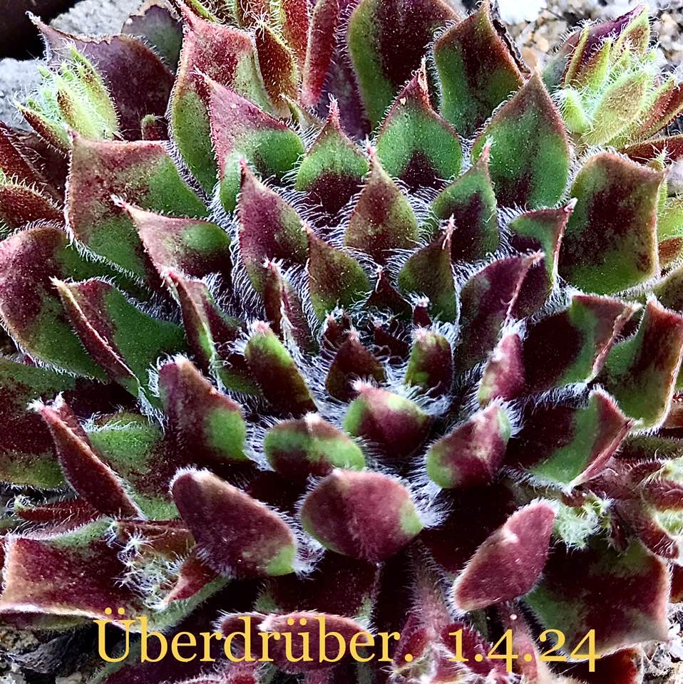 Überdrüber