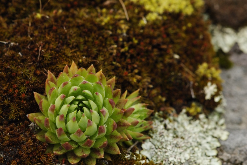 globiferum ssp. hirtum (preissianum) from Jánošíkova skala