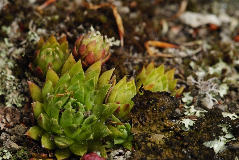 globiferum ssp. hirtum (preissianum) from Jánošíkova skala