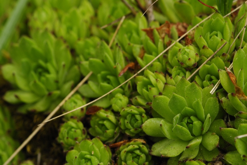 montanum ssp. heterophyllum from Jánošíkova skala