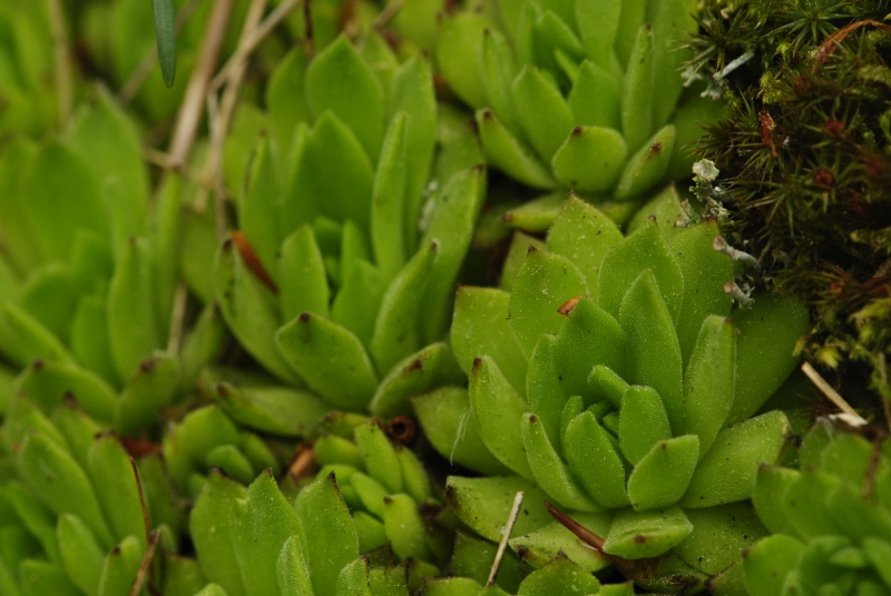 montanum ssp. heterophyllum from Jánošíkova skala