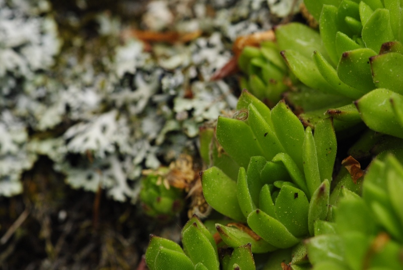 montanum ssp. heterophyllum from Jánošíkova skala