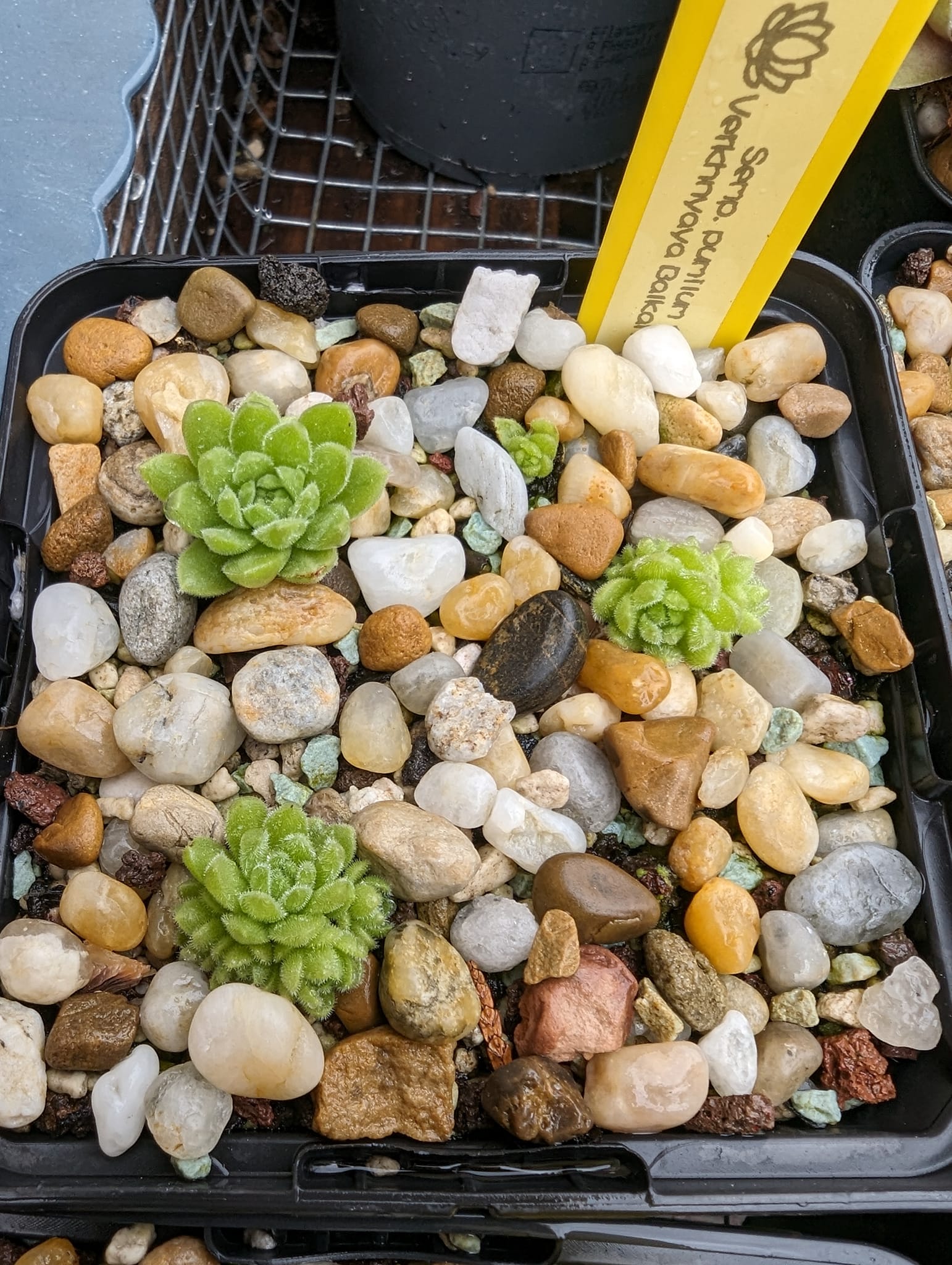 pumilum from Verkhnyaya Balkariya