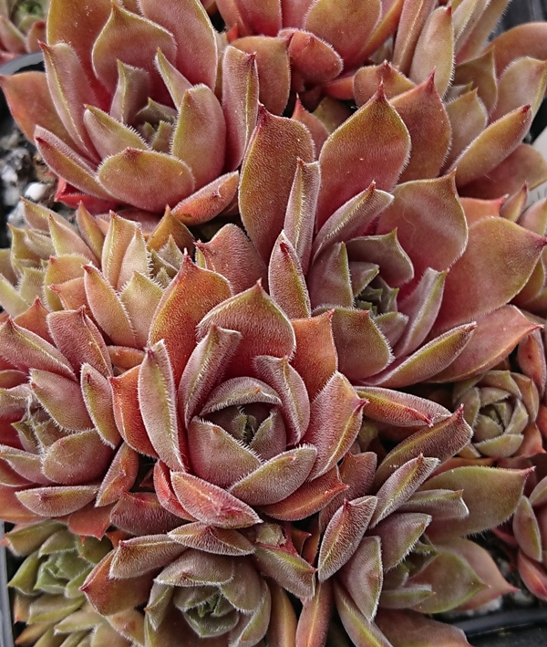 Rubra Ash