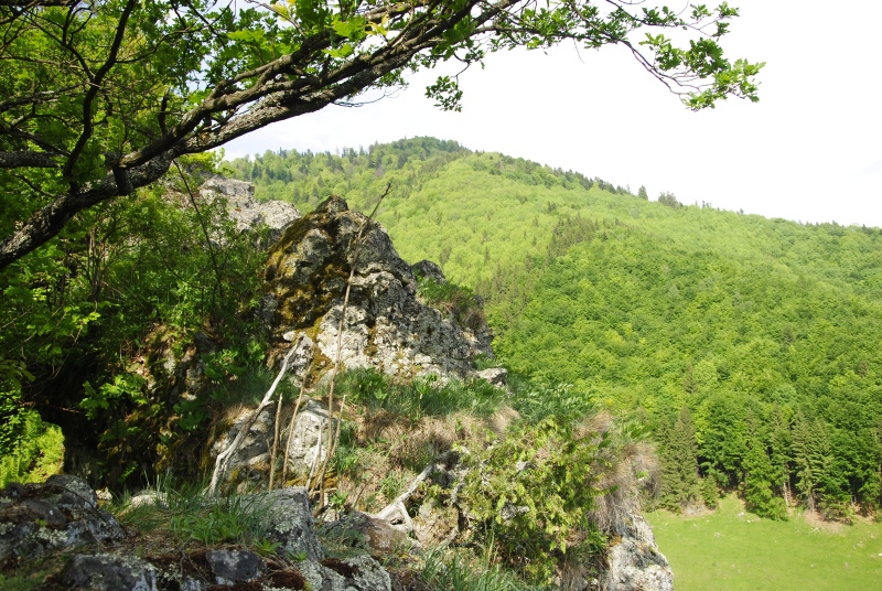 montanum ssp. heterophyllum from Jánošíkova skala