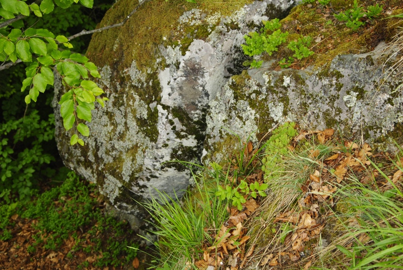 montanum ssp. heterophyllum from Jánošíkova skala