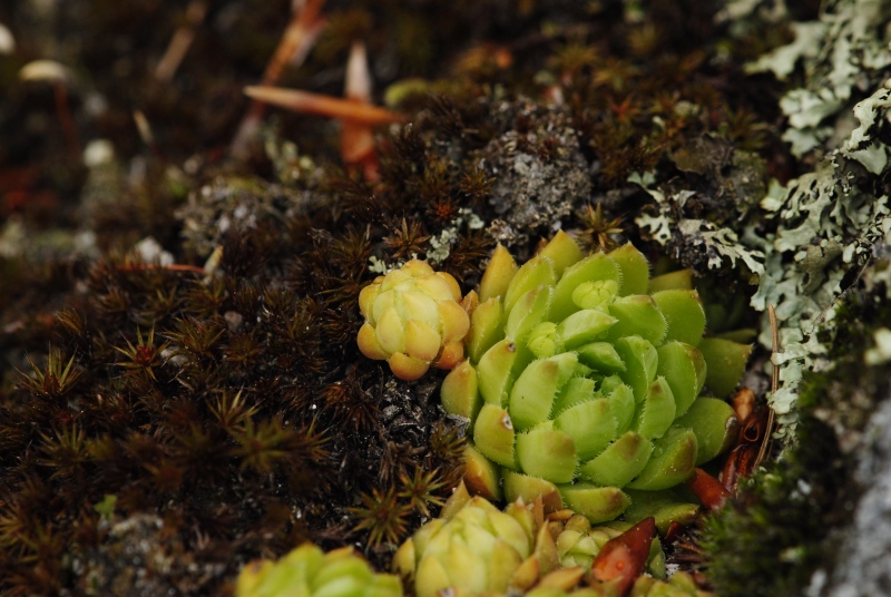 globiferum ssp. hirtum (preissianum) from Jánošíkova skala