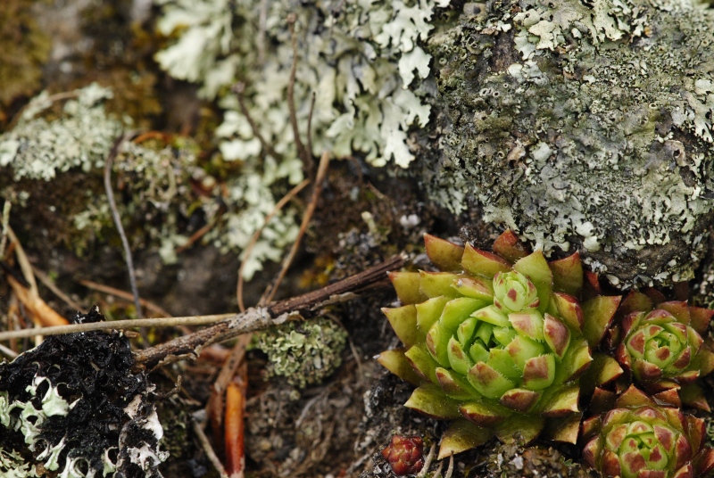 globiferum ssp. hirtum (preissianum) from Jánošíkova skala