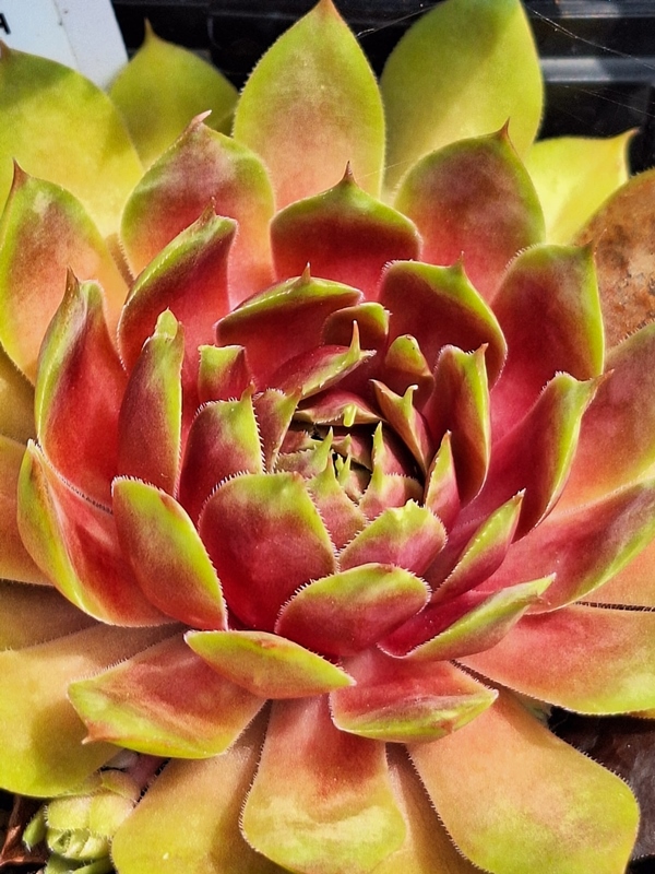 Apricot Beauty