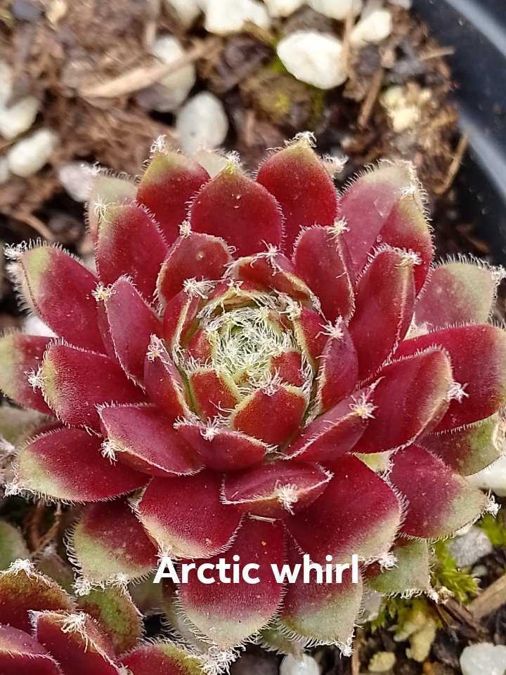 Arctic Whirl