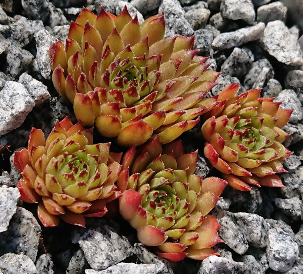 Black Forest Campfire