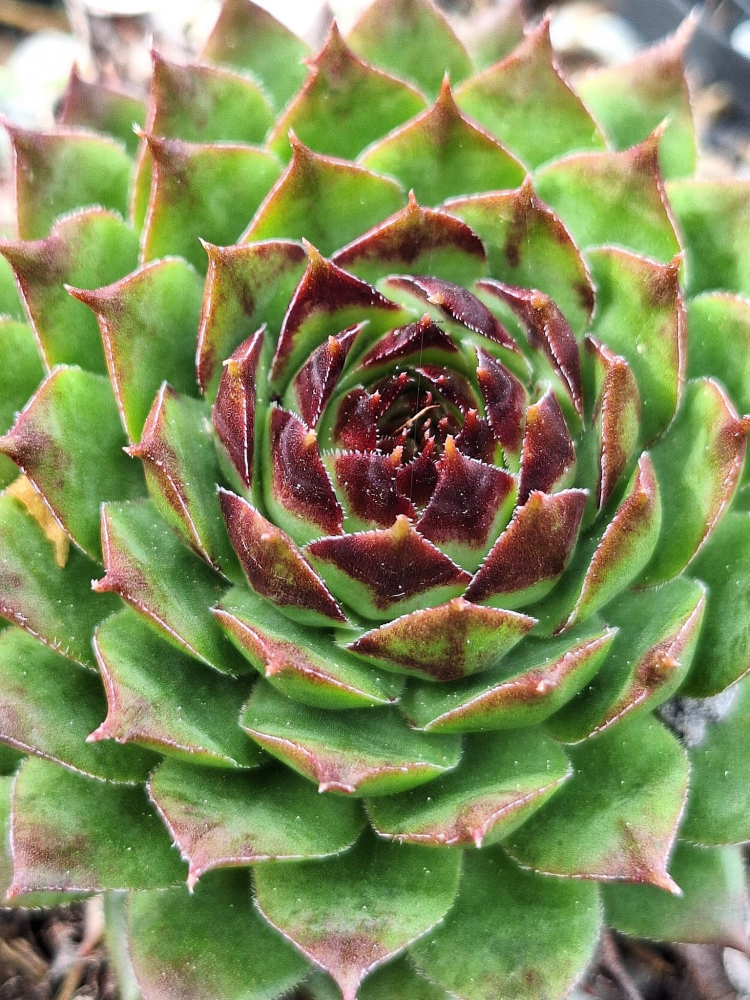 Blazen Lime