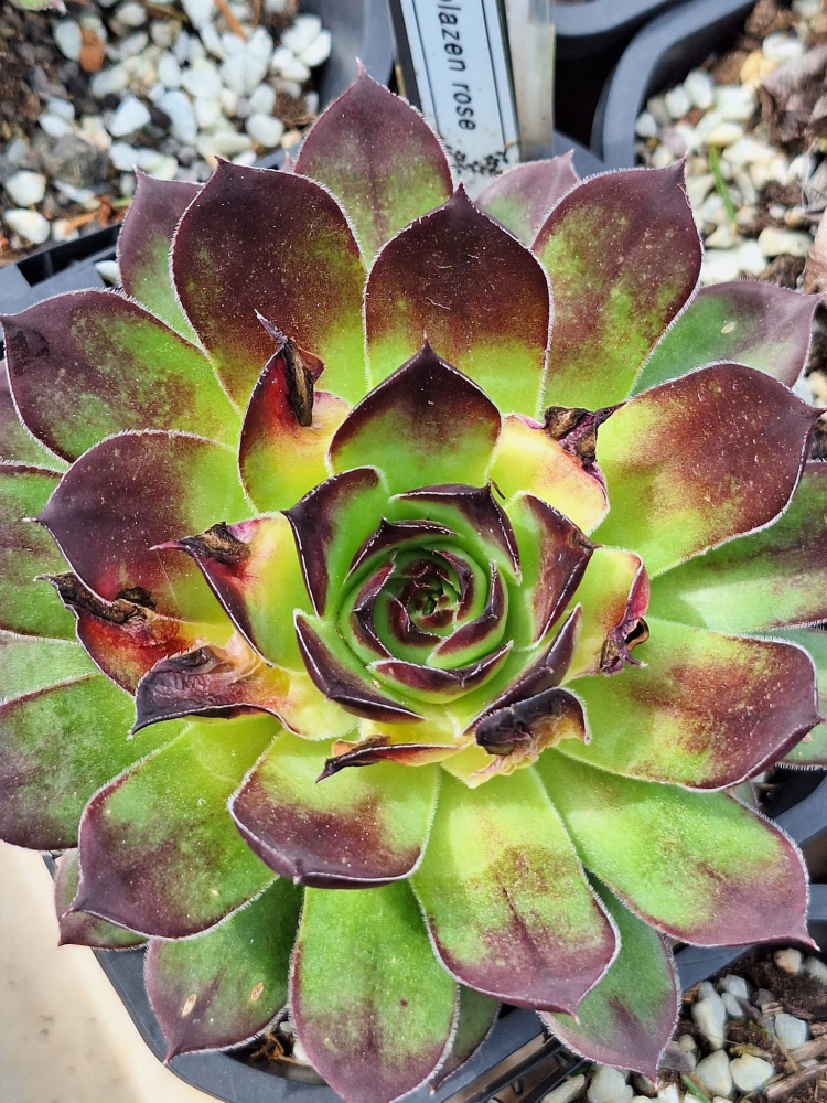 Blazen Rose