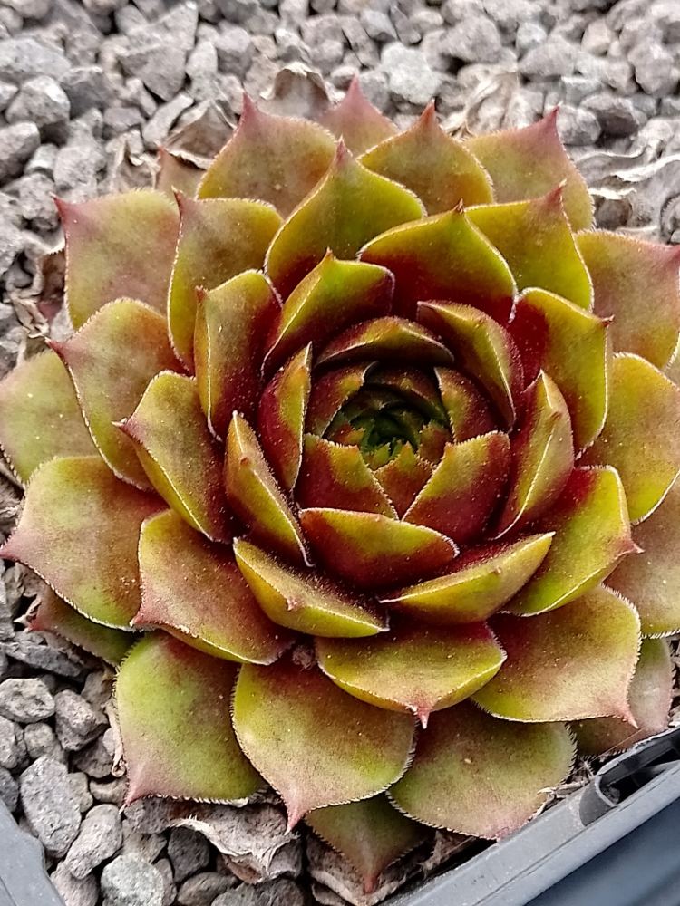 Coral Beauty