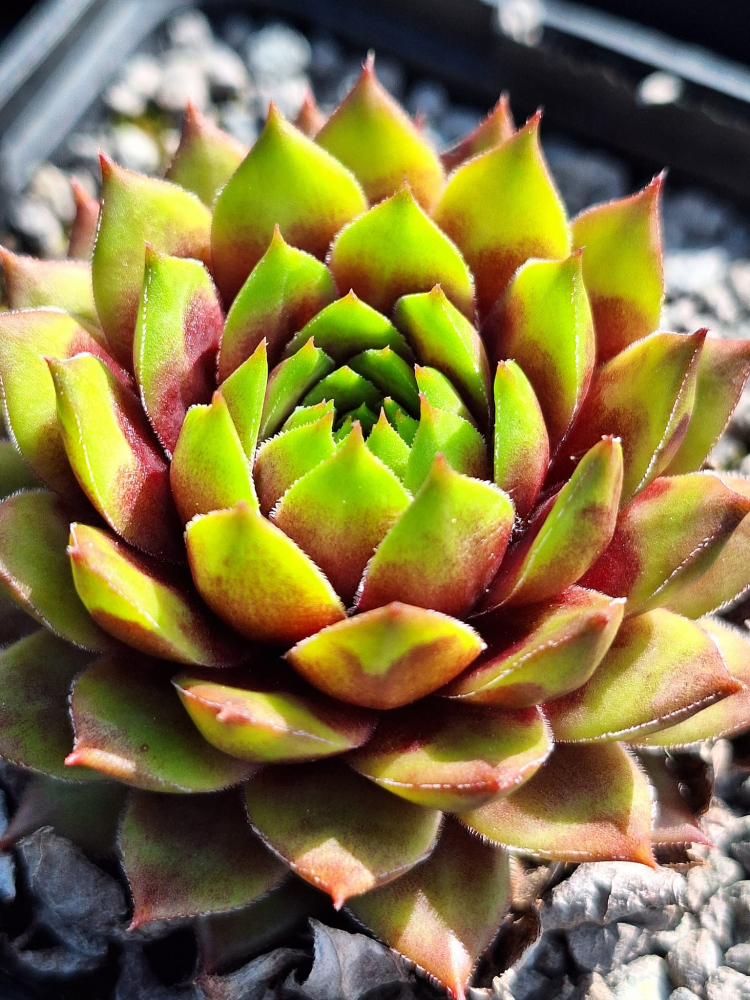 Coral Beauty