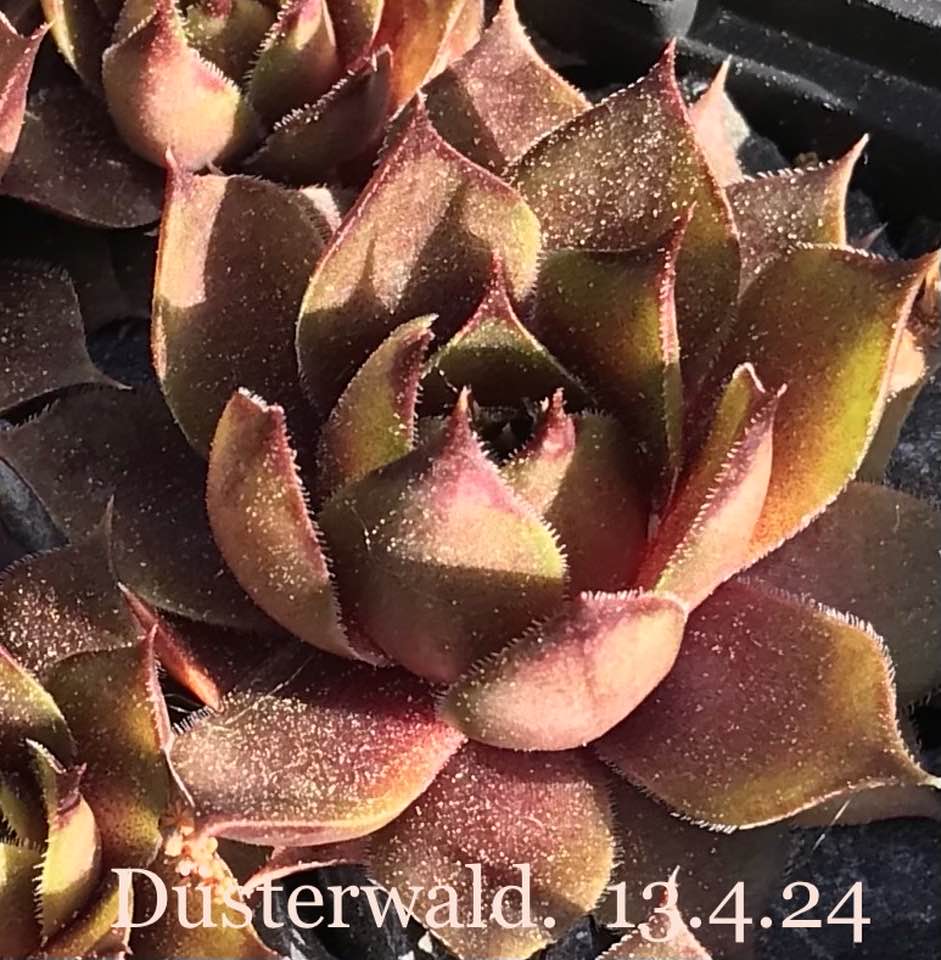 Düsterwald