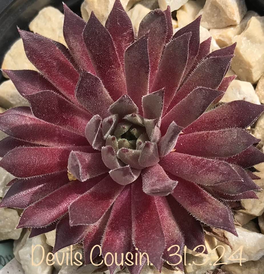 Devils Cousin