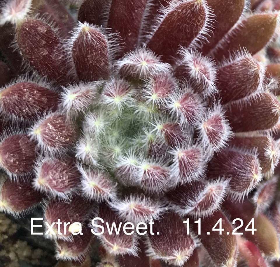 Extra Sweet