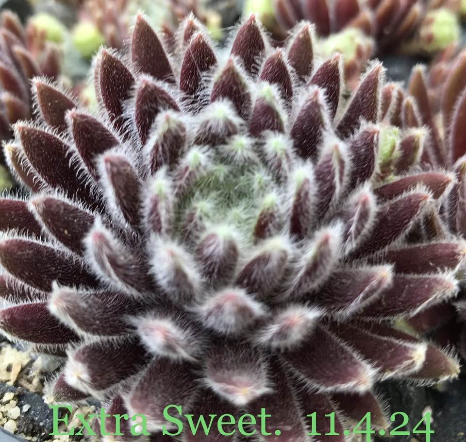 Extra Sweet