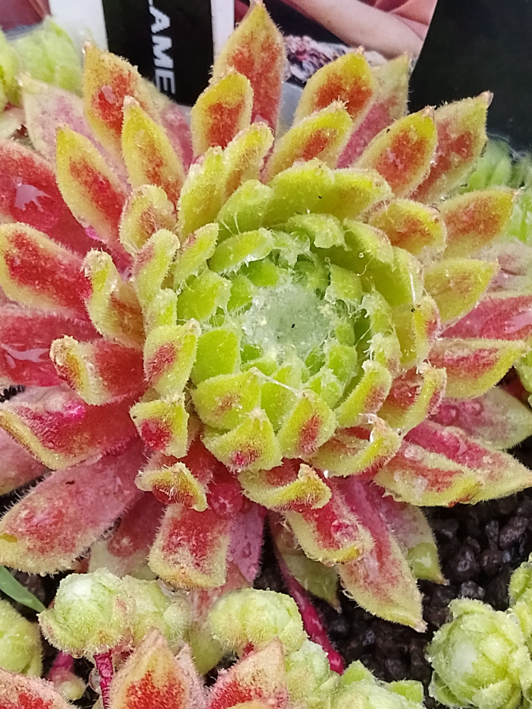 Frozen Flare