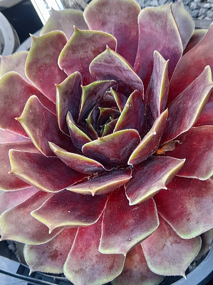 Glowing Flame