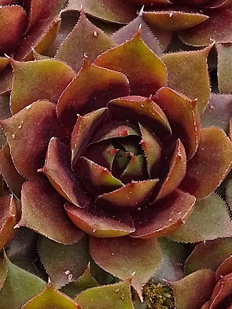 Green Wave