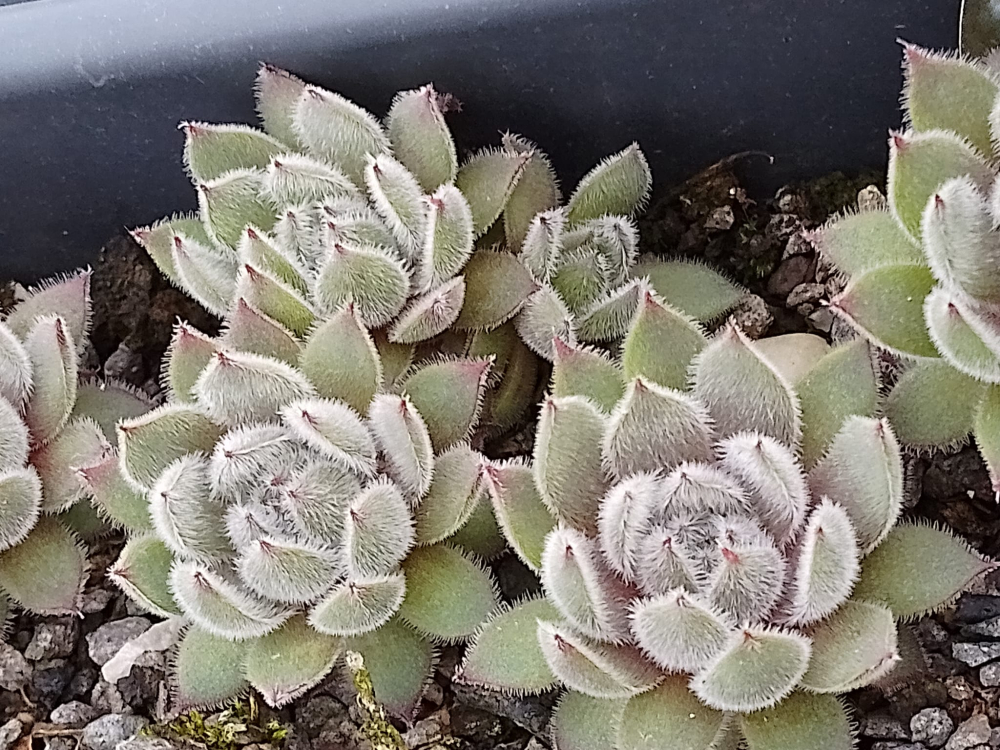 Grizzle Velvet