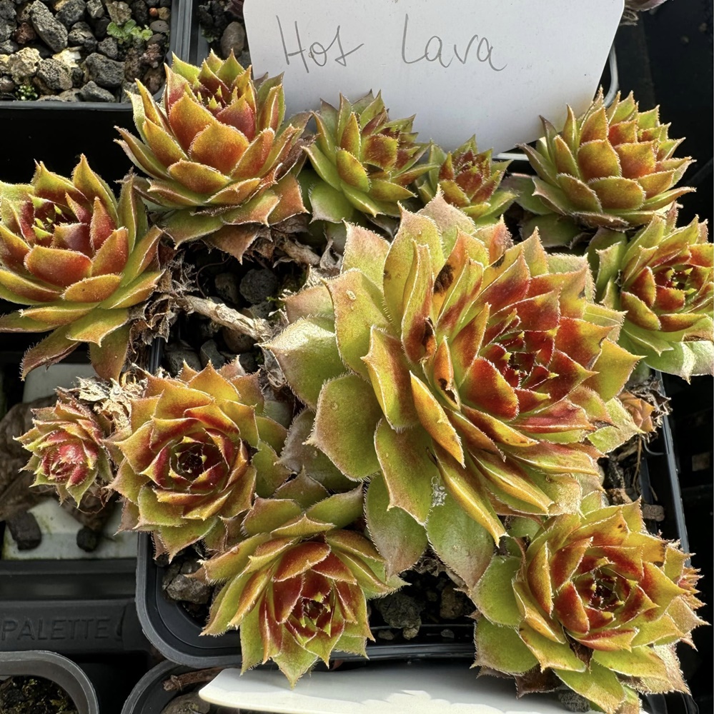 Hot Lava