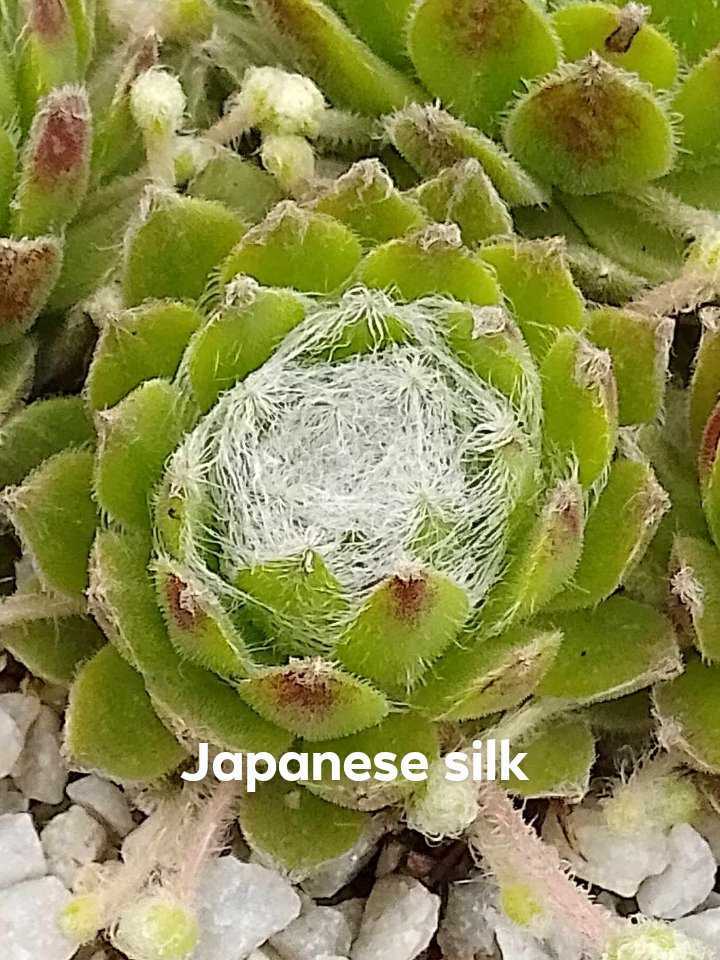 Japanese Silk