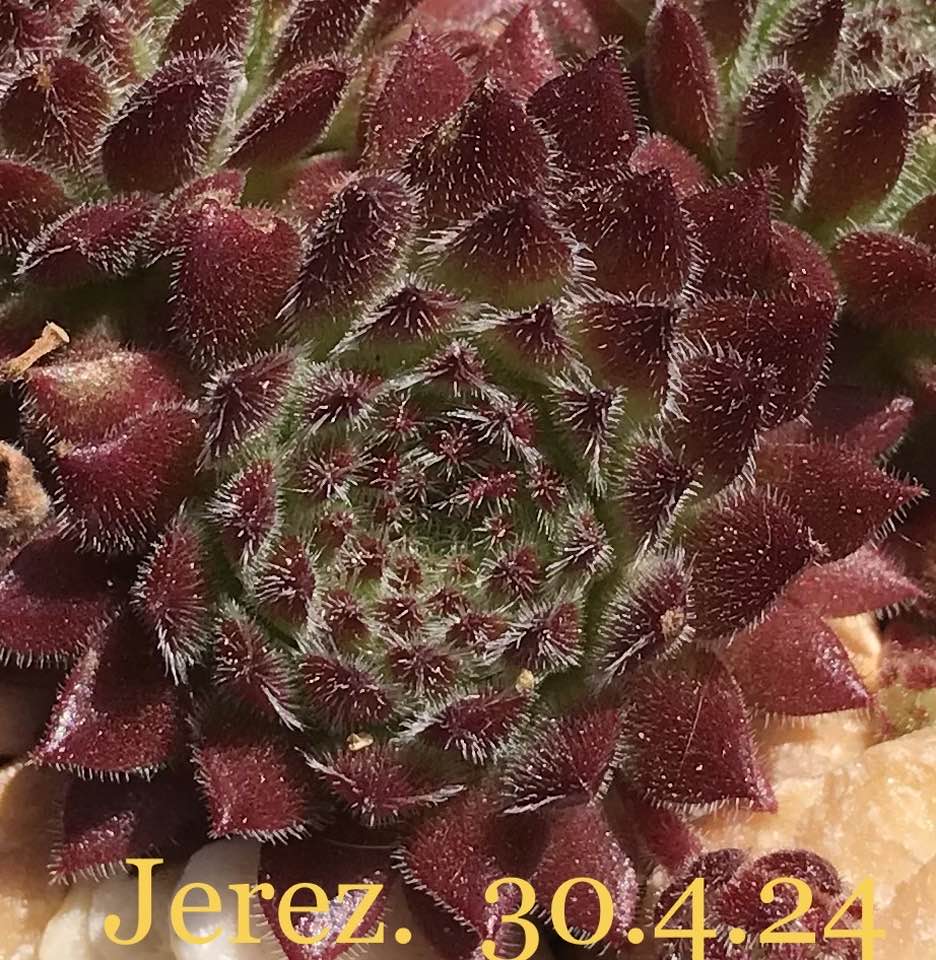 Jerez