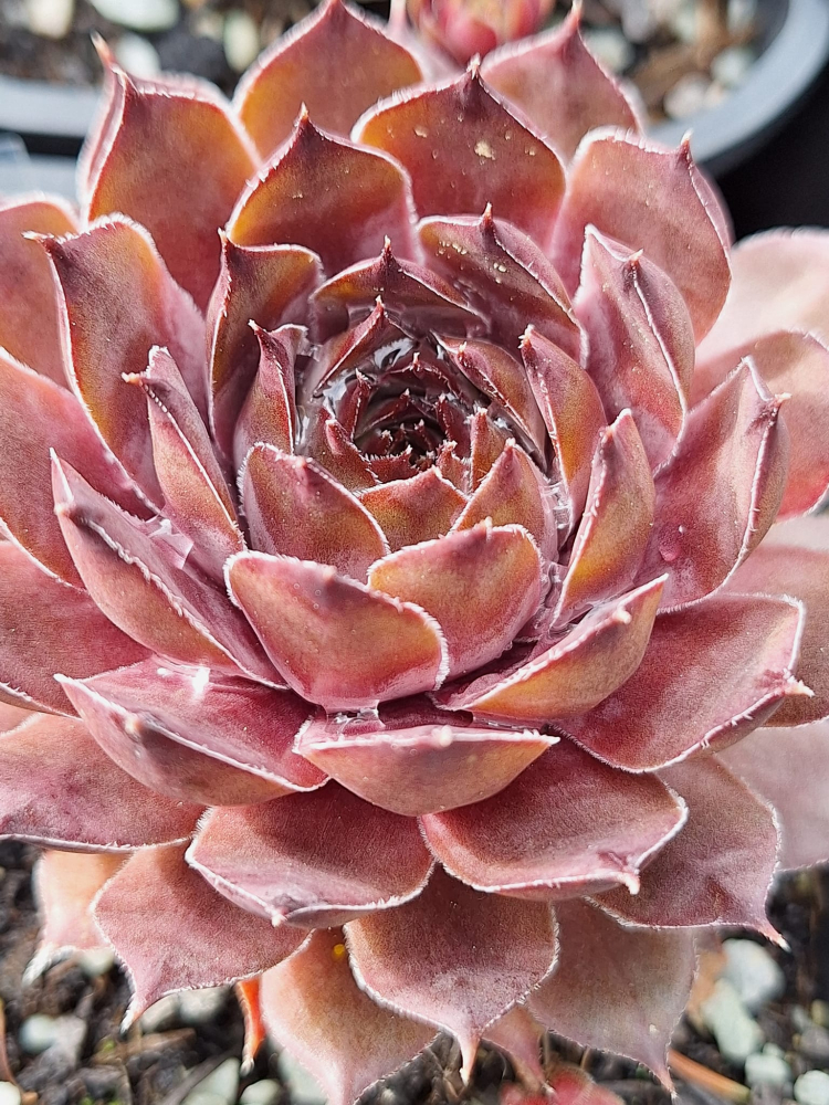 Just Pinkest