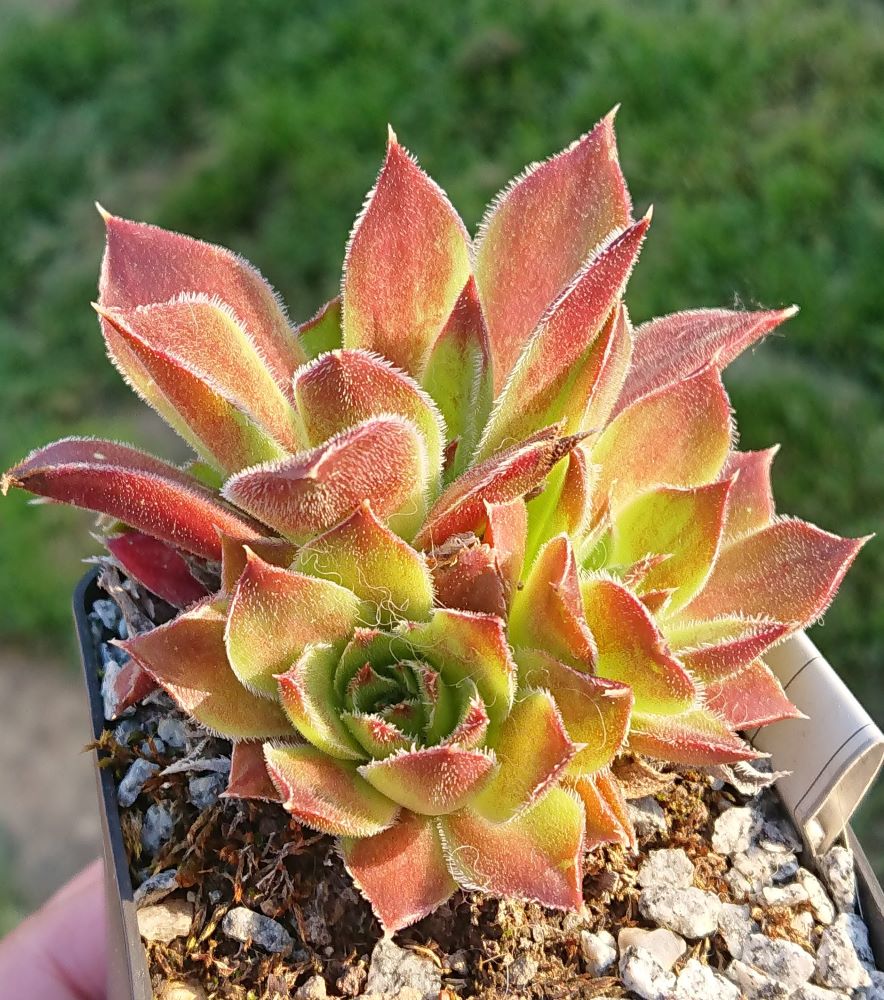 Korowai