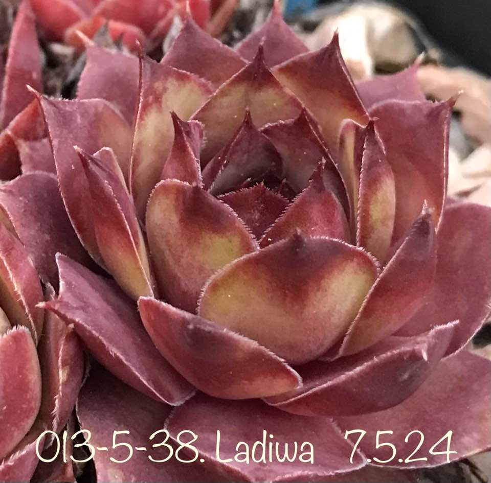 Ladiwa