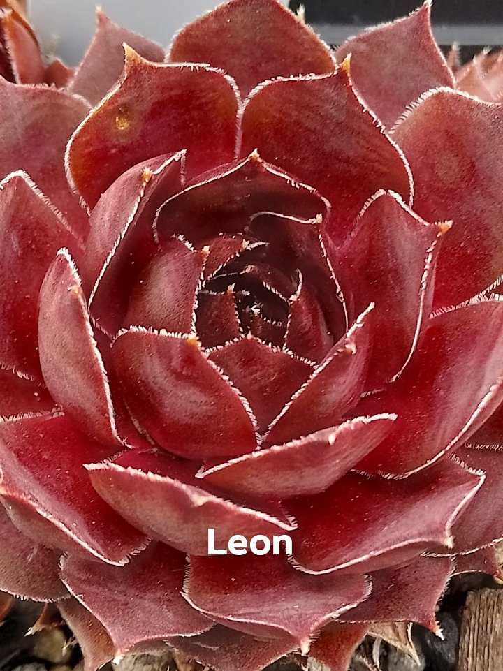 Leon