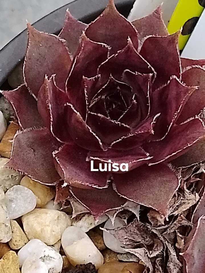 Luisa