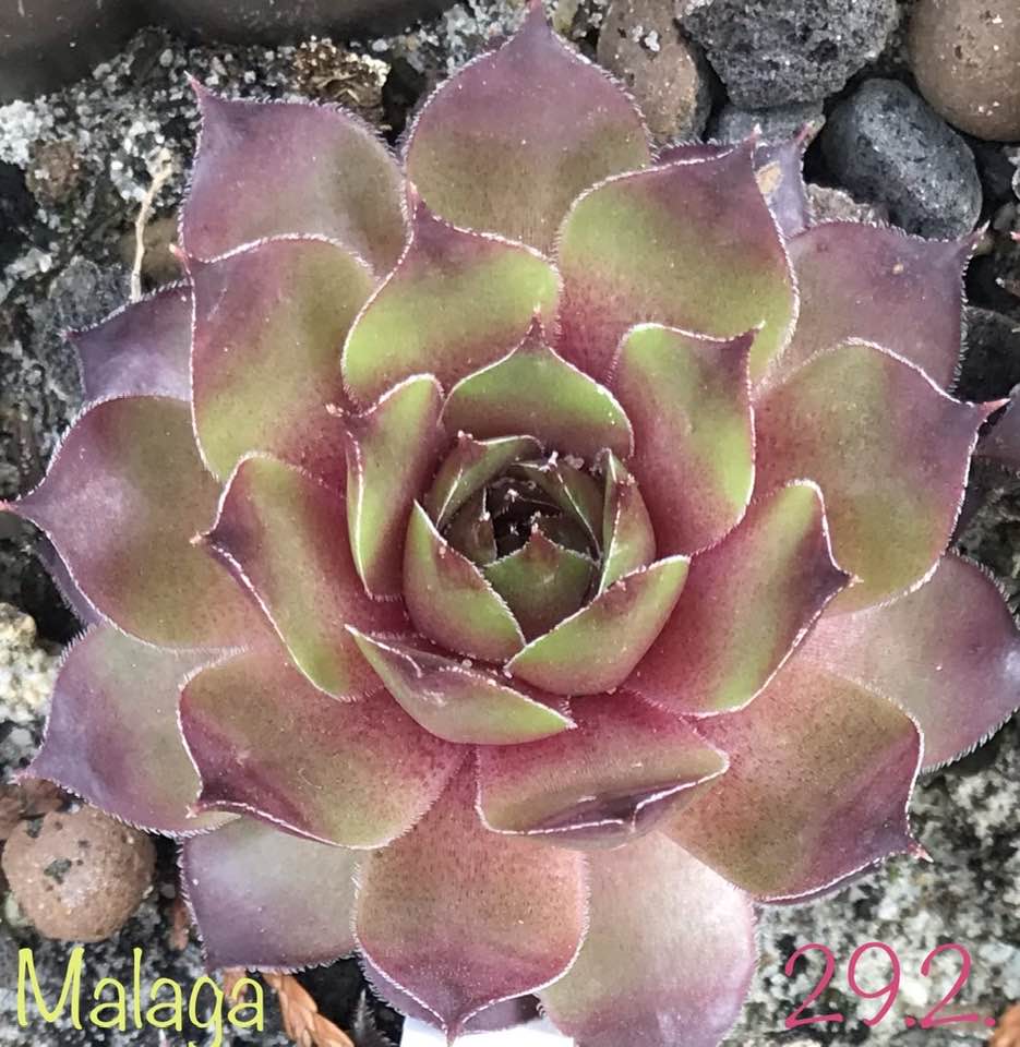 Malaga