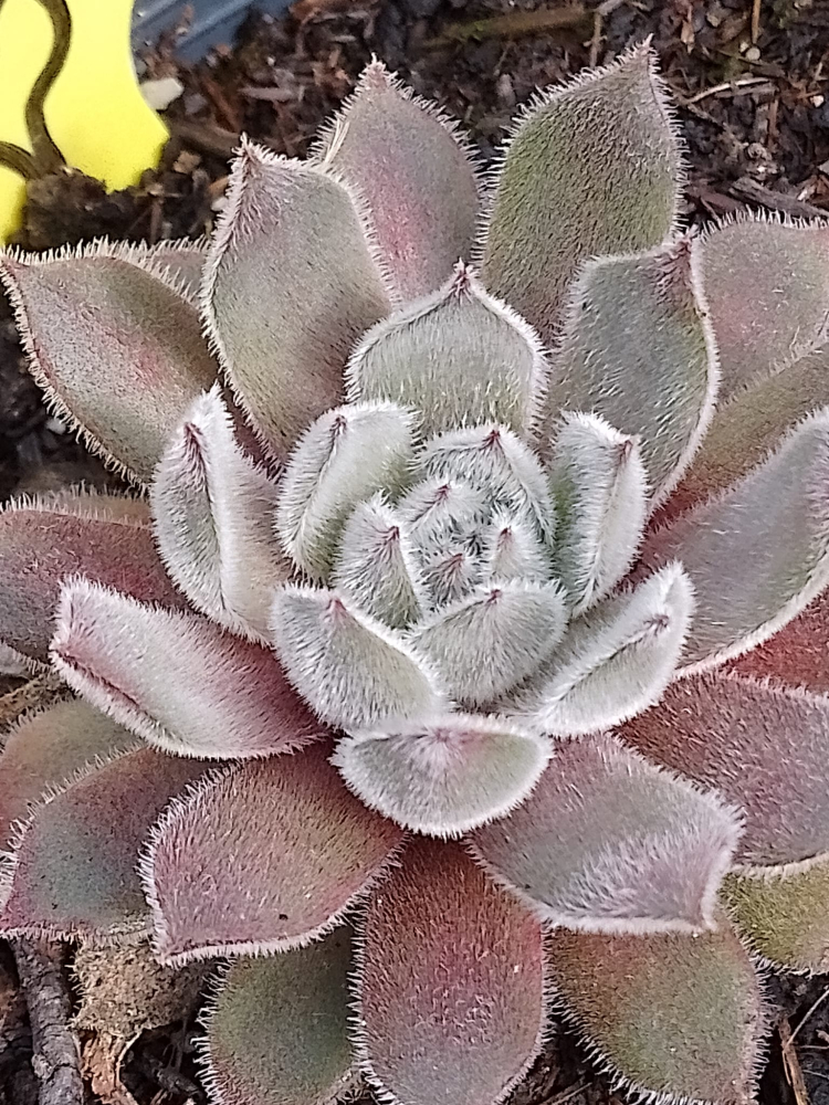 Mamamia