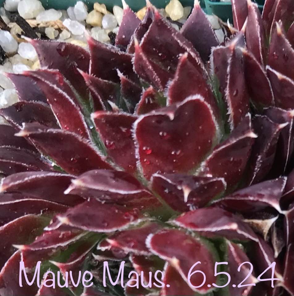 Mauve Maus / Jovi 