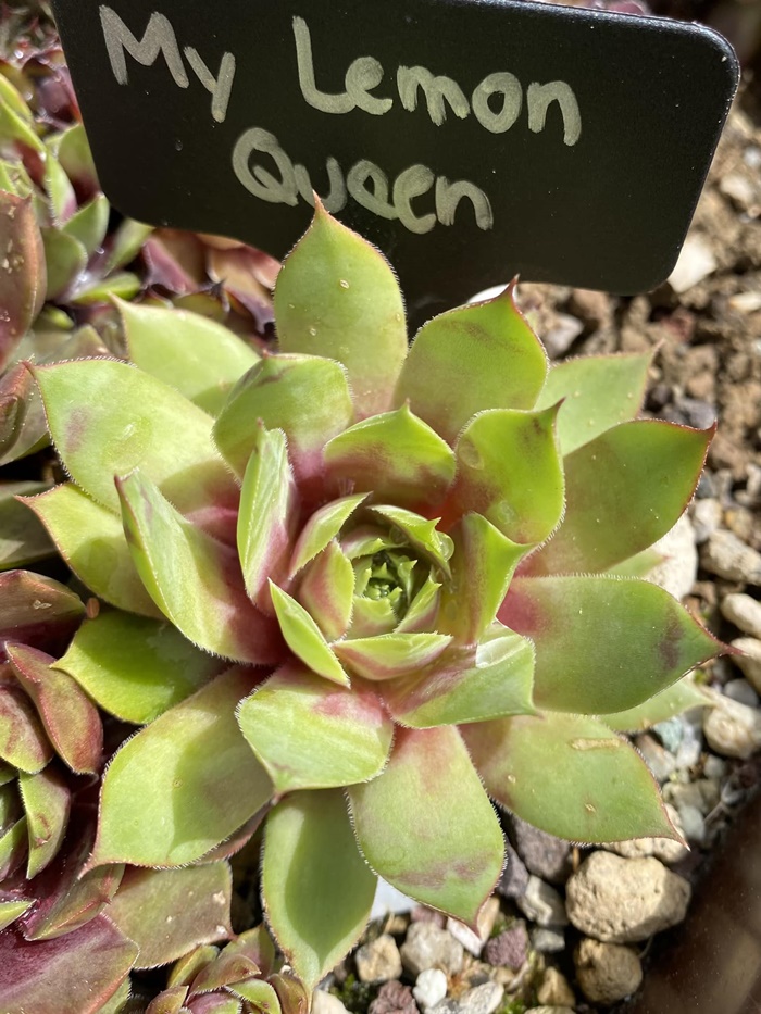 My Lemon Queen (NNG)