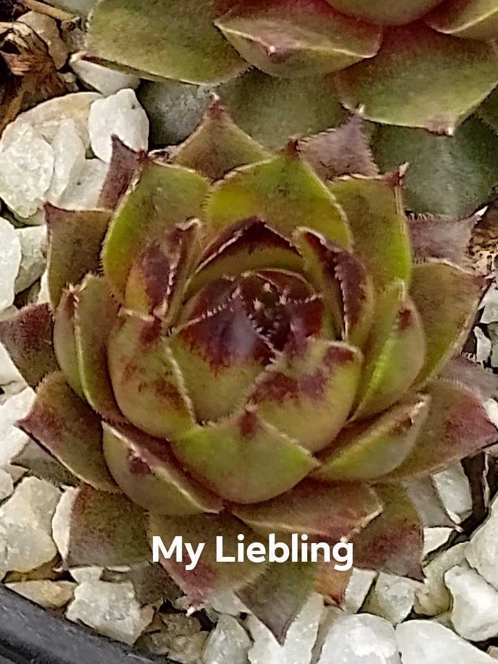 My Liebling 