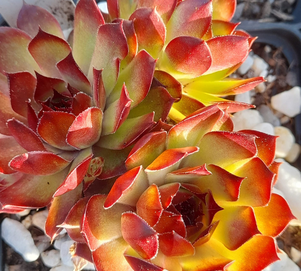 Orange Eruption