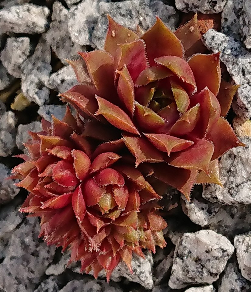 Orange Sky
