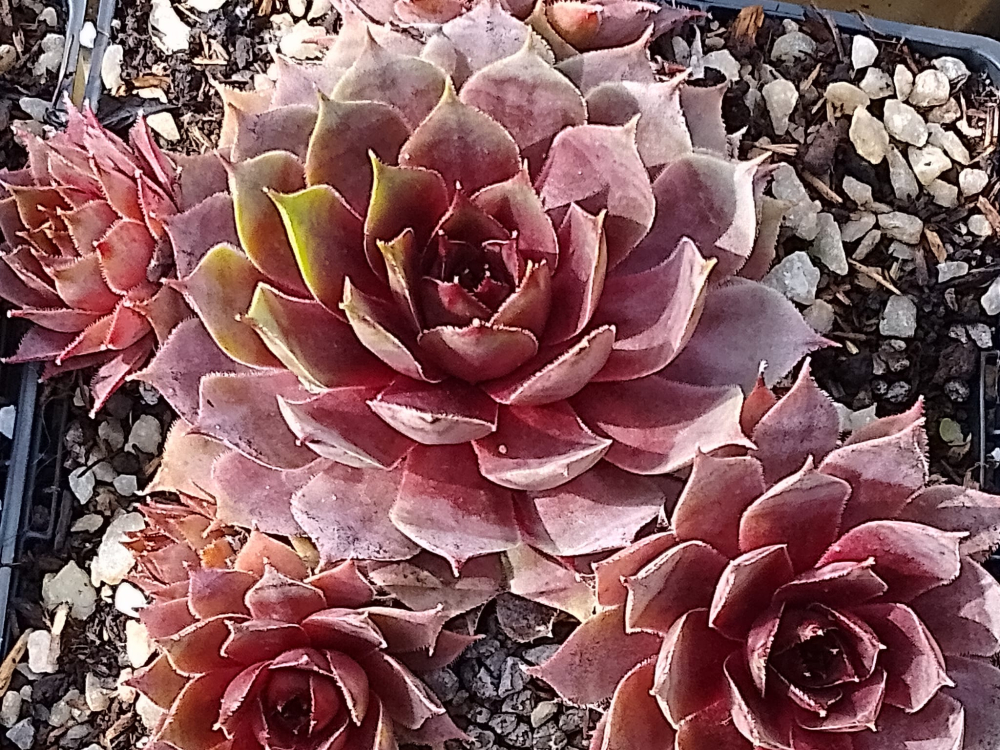 Pink Sunrise