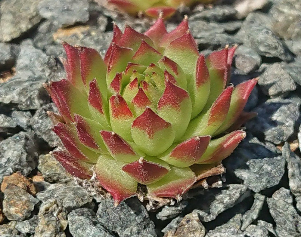 Potsy
