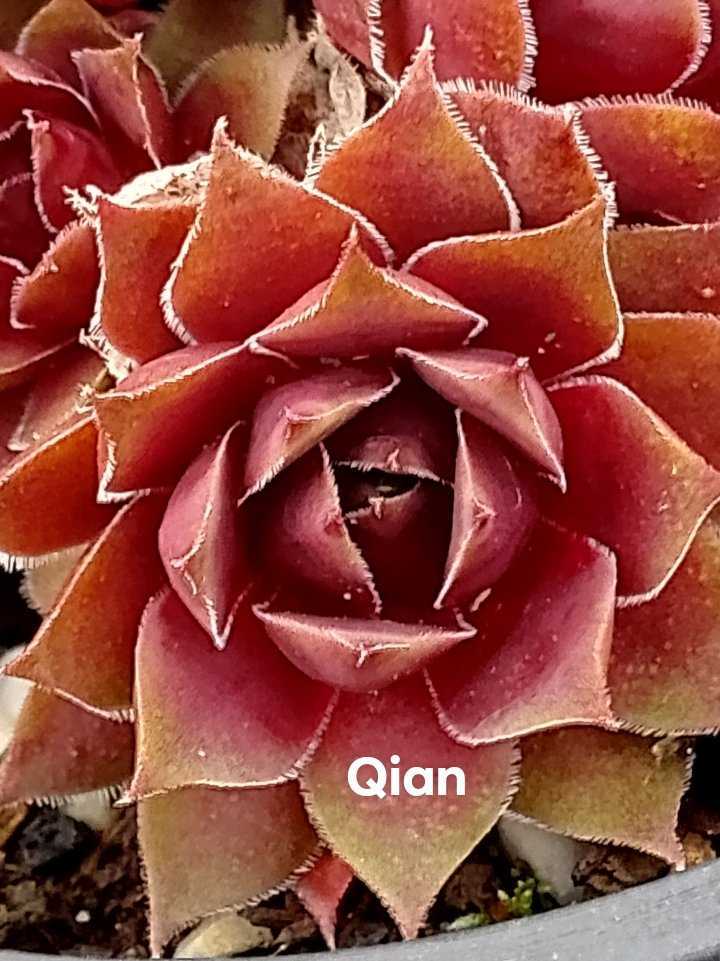 Qian