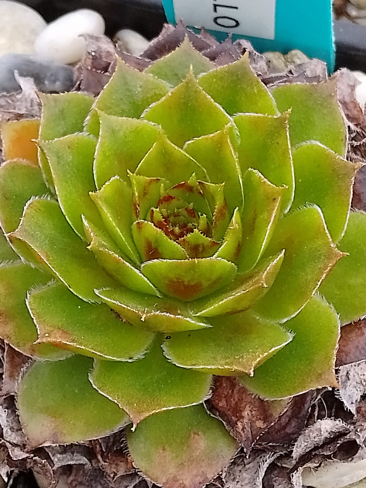 Raffaello