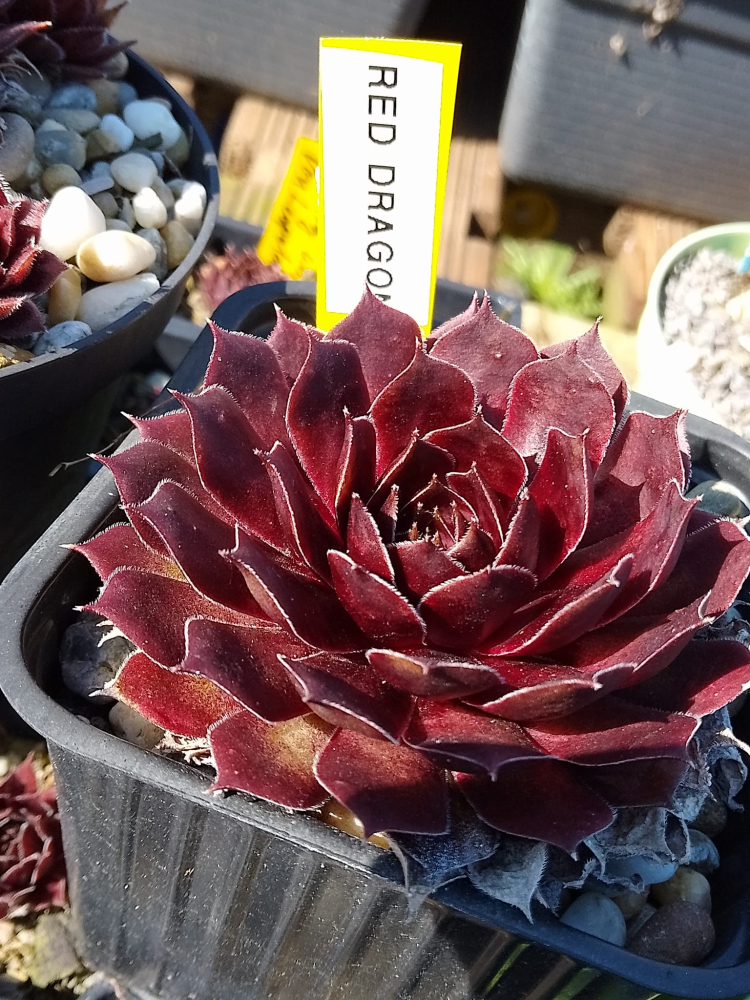 Red Dragon